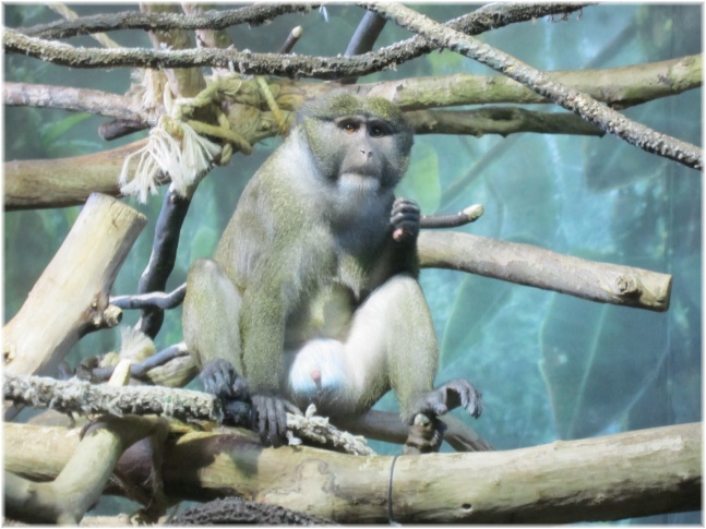 IMG 5797.jpg - Lincoln Park zoo
