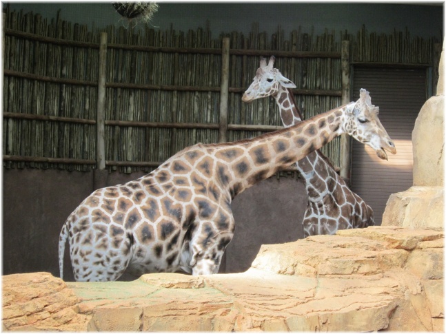 IMG 5814.jpg - Lincoln Park zoo
