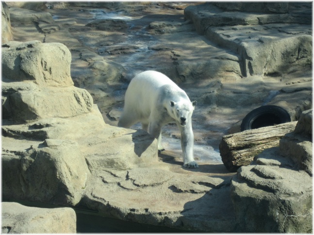 IMG 5816.jpg - Lincoln Park zoo

