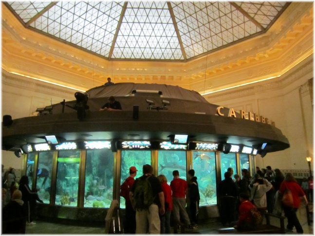 IMG 5866.jpg - Shedd Aquarium

