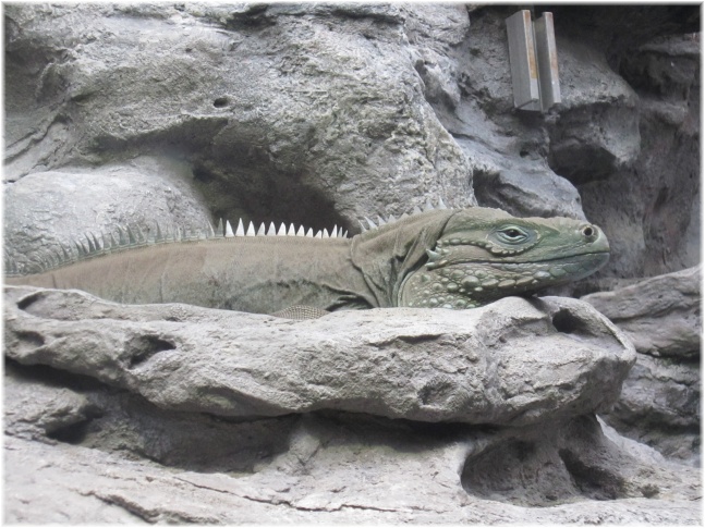 IMG 5877.jpg - Shedd Aquarium

