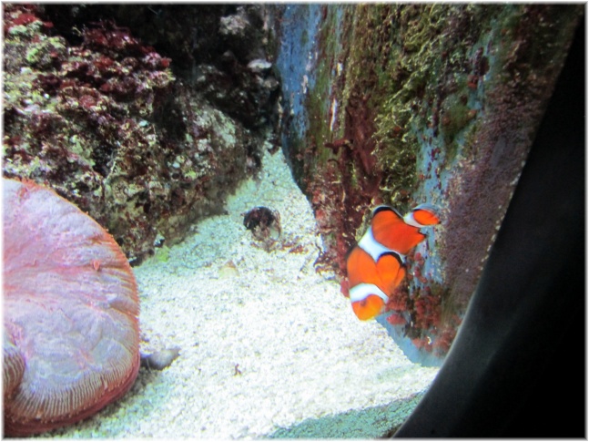 IMG 5885.jpg - Shedd Aquarium
