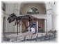 IMG 5680.jpg - Field Museum - T-rex Sue
