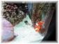 IMG 5885.jpg - Shedd Aquarium
