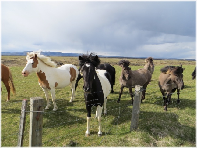 islande035.jpg - Chevaux islandais
