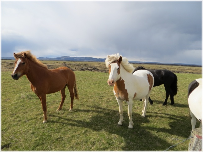 islande036.jpg - Chevaux islandais
