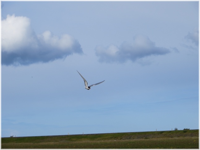 islande044.jpg - Oiseau
