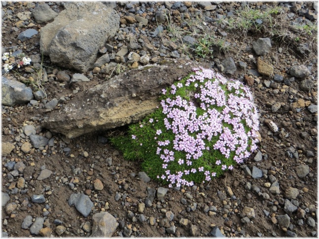 islande054.jpg - Le rocher aux oiseaux près de Vik - Fleurs
