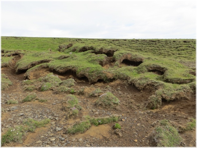 islande055.jpg - Le rocher aux oiseaux près de Vik
