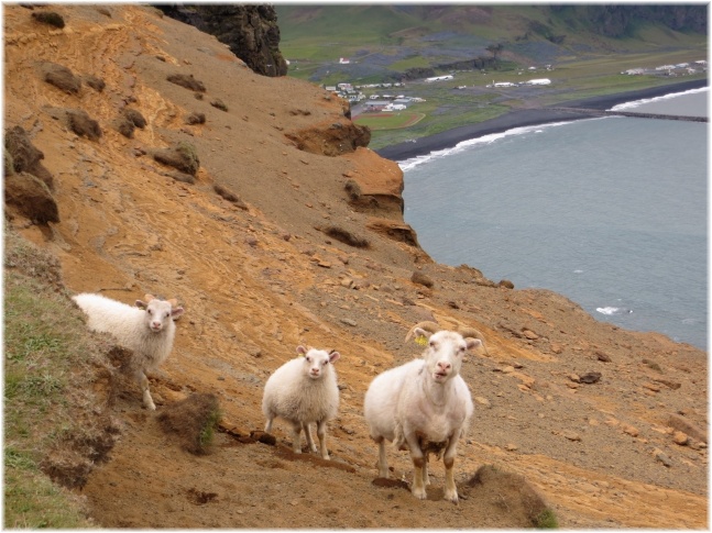 islande062.jpg - Moutons
