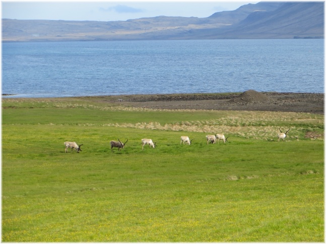 islande084.jpg - Cerfs
