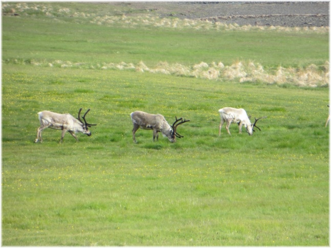 islande085.jpg - Cerfs
