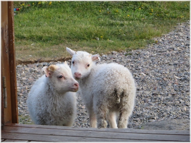 islande089.jpg - Bébés mouton
