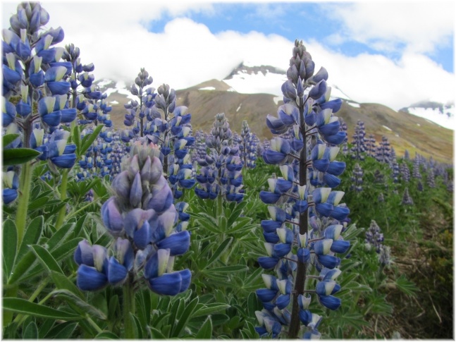 islande133.jpg - Lupins
