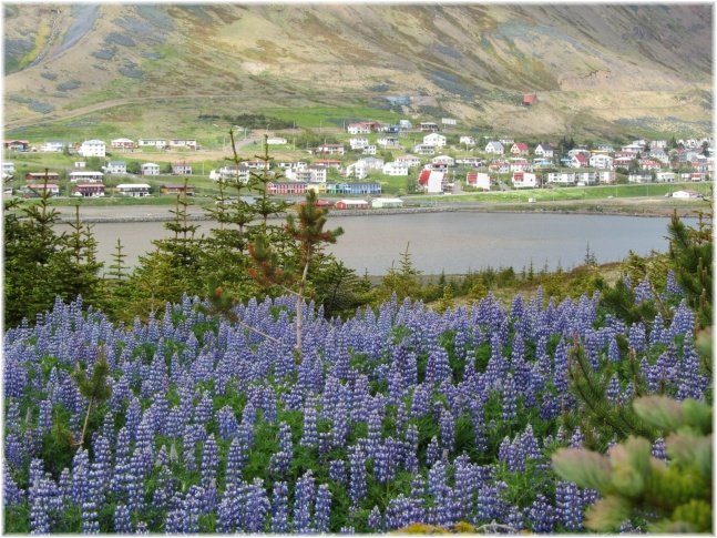 islande134.jpg - Lupins
