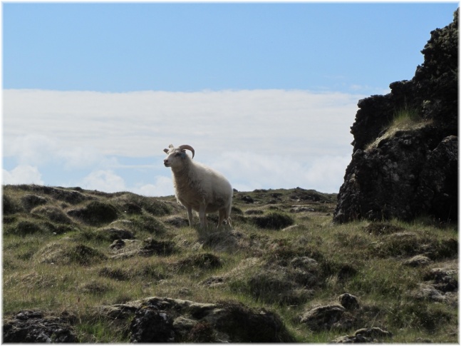 islande151.jpg - Péninsule Ouest - mouton

