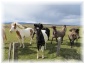 islande035.jpg - Chevaux islandais
