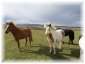 islande036.jpg - Chevaux islandais
