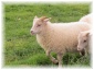 islande046.jpg - Moutons
