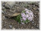 islande054.jpg - Le rocher aux oiseaux près de Vik - Fleurs
