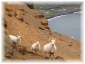 islande062.jpg - Moutons
