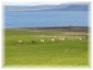 islande084.jpg - Cerfs
