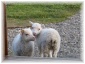 islande089.jpg - Bébés mouton
