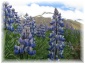 islande133.jpg - Lupins
