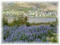 islande134.jpg - Lupins
