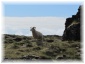 islande151.jpg - Péninsule Ouest - mouton
