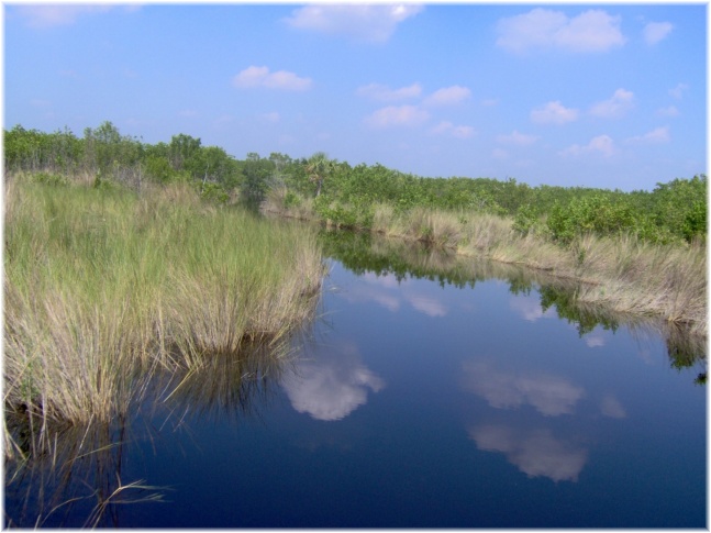 27.jpg - Everglades
