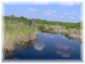 27.jpg - Everglades
