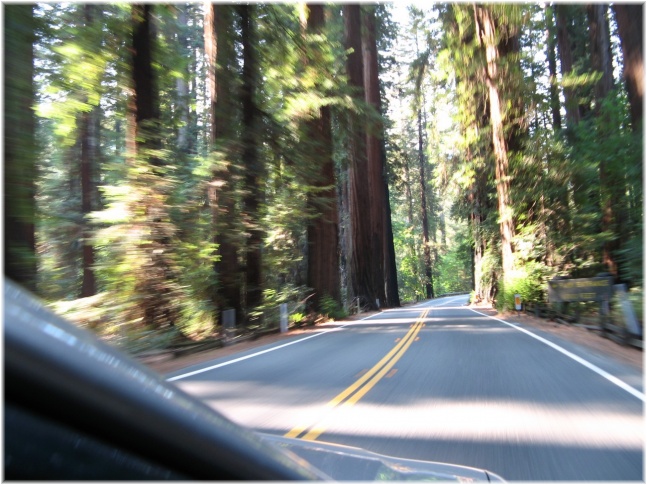 054.jpg - Redwood National Park

