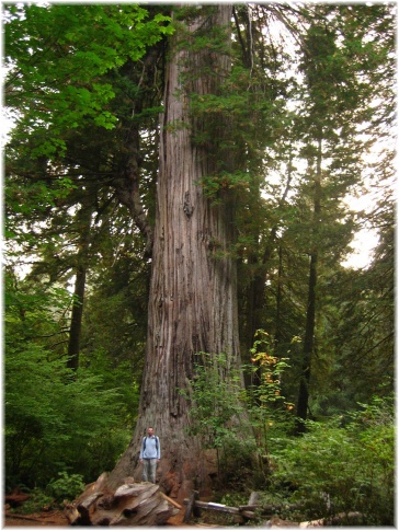 056.jpg - Redwood National Park - Big Tree
