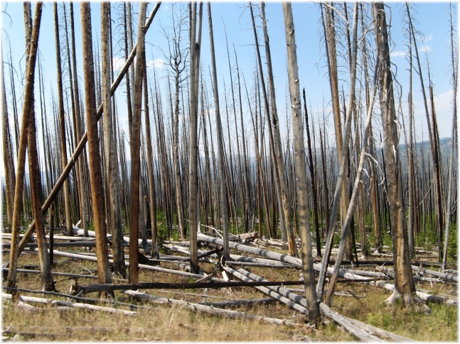 102.jpg - Yellowstone
