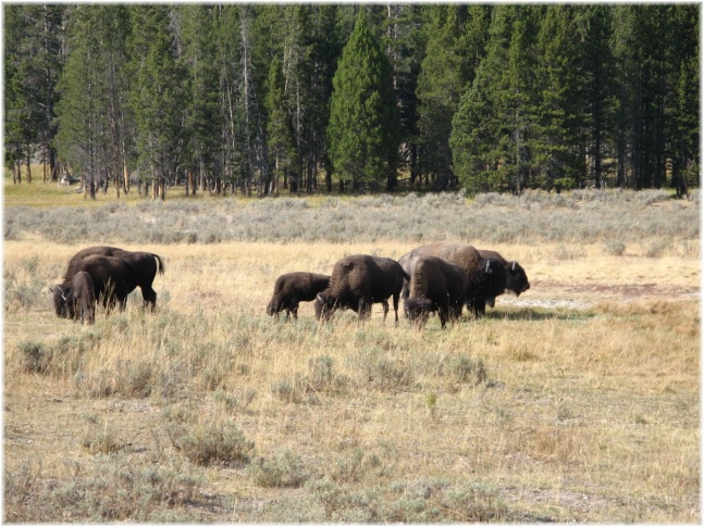 106.jpg - Yellowstone - bisons

