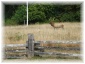 055.jpg - Redwood National Park
