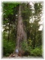 056.jpg - Redwood National Park - Big Tree
