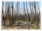 102.jpg - Yellowstone
