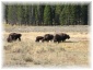 106.jpg - Yellowstone - bisons
